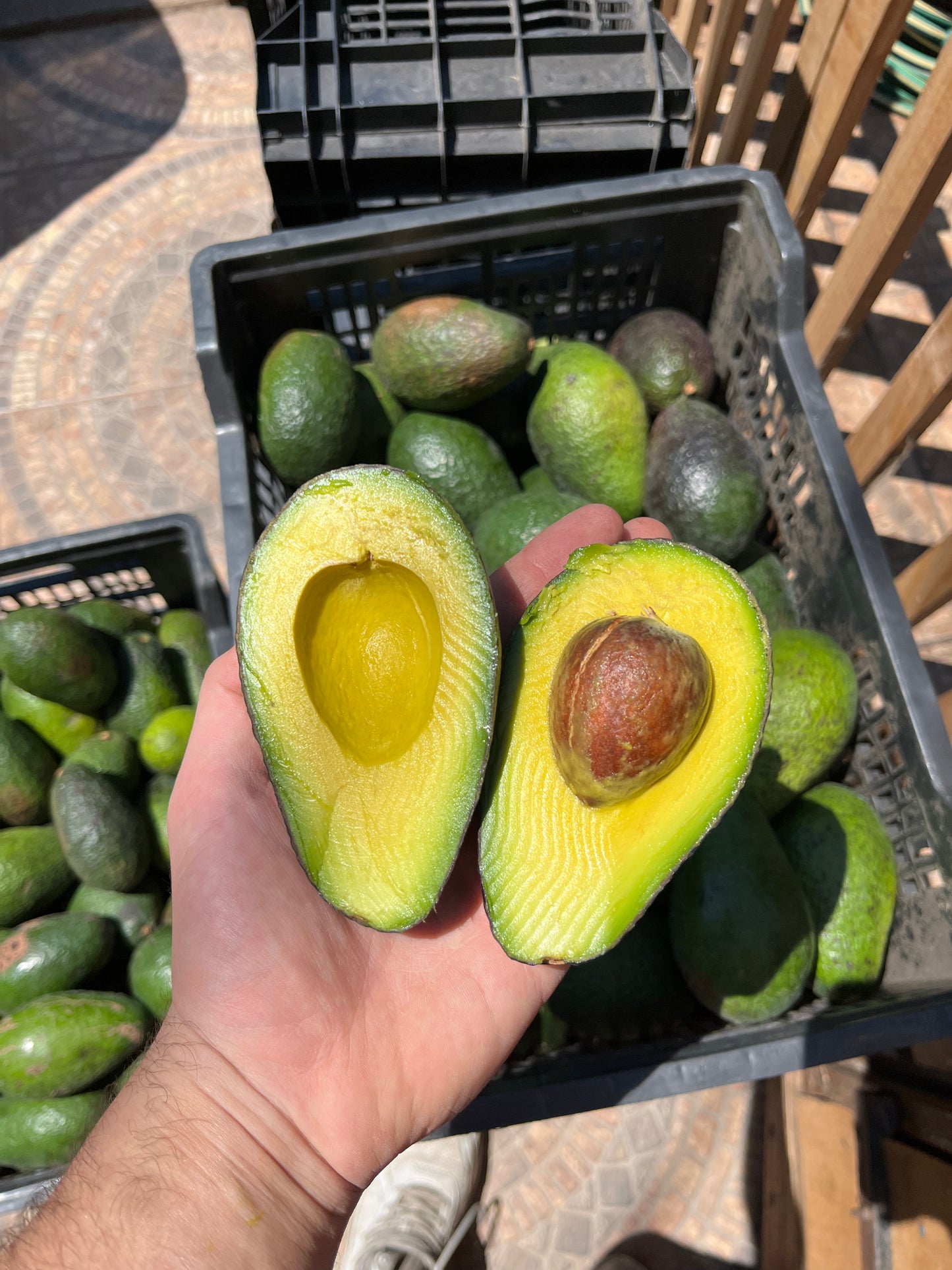Palta HASS —— 20 kilos premium