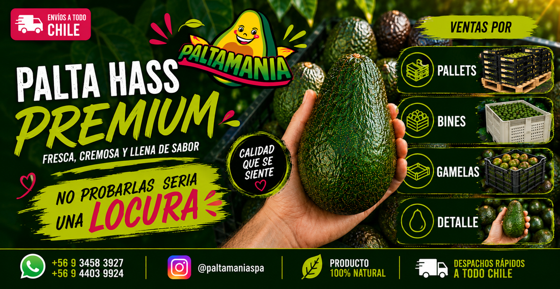 ¿Dónde comprar paltas en La Florida? Guía para encontrar calidad y confianza