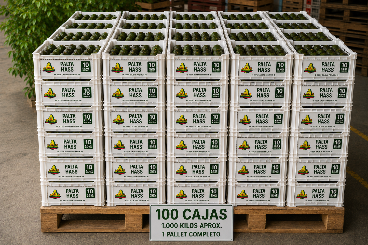 Palta Hass premium - 1.000 kilos