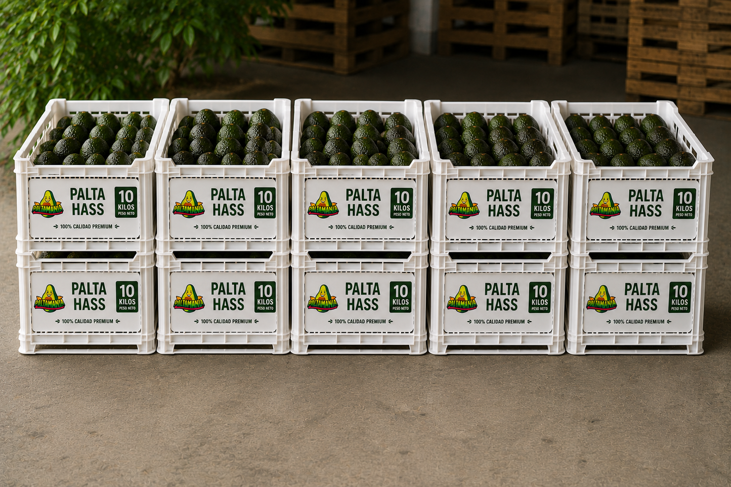 Palta Hass premium - 100 Kilos