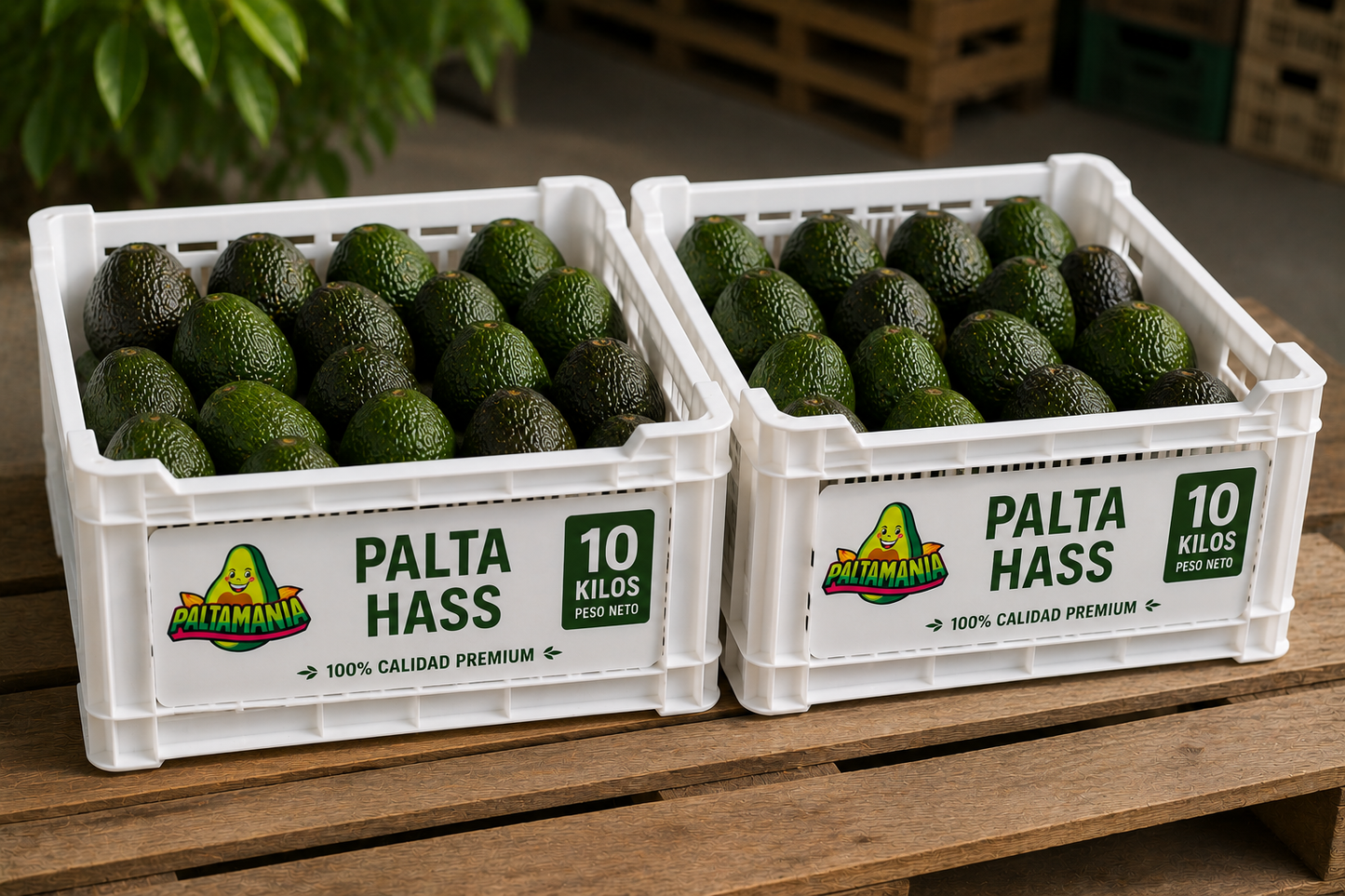 Palta Hass premium - 20 kilos