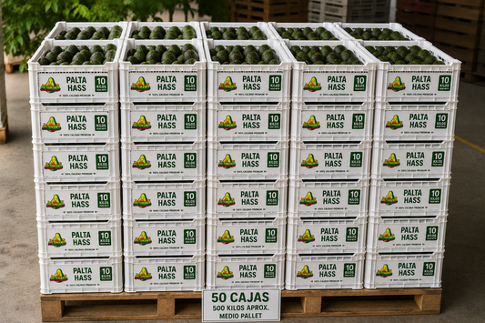 Palta Hass premium - 500 kilos