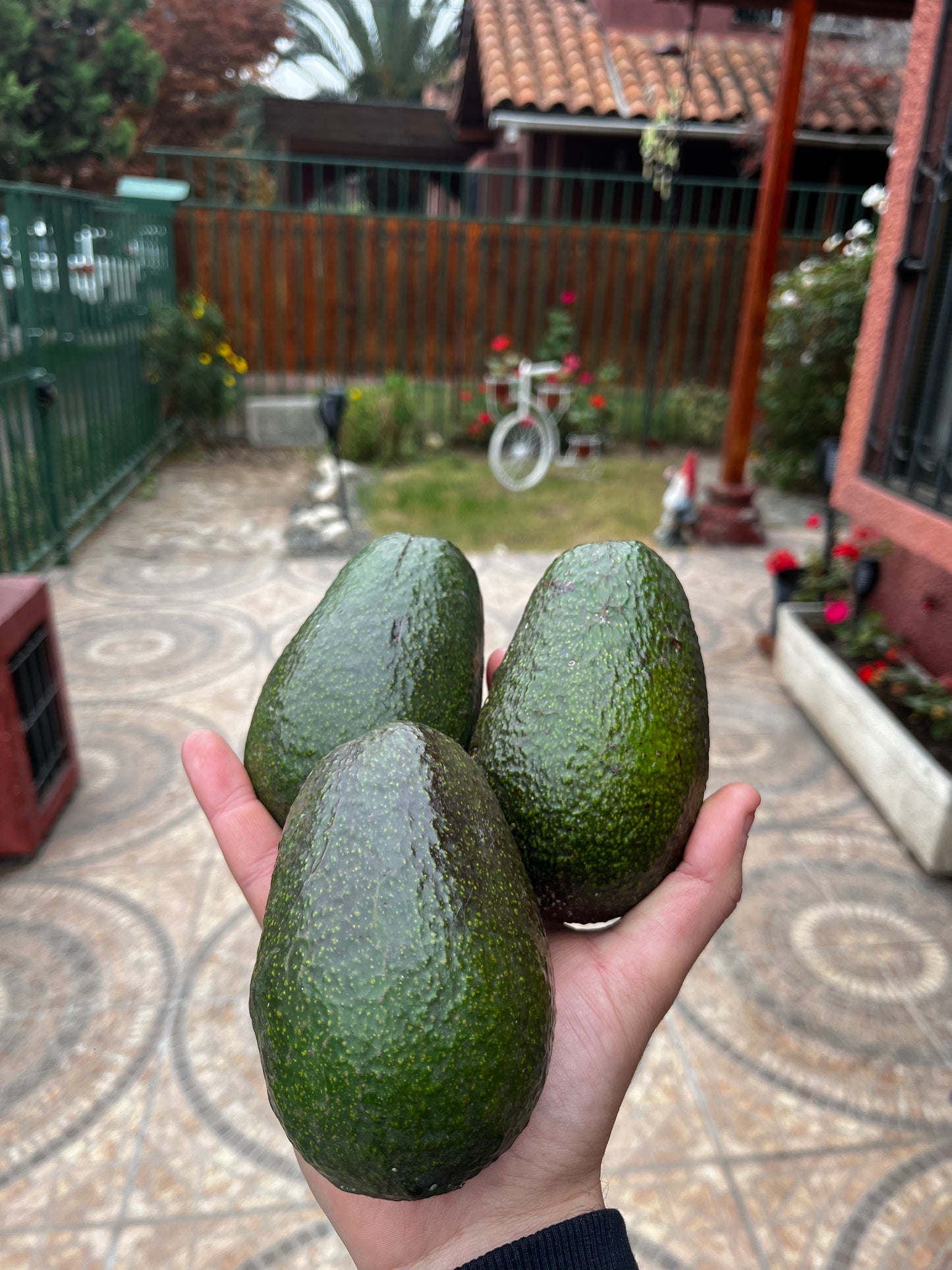 Palta HASS —— 20 kilos premium
